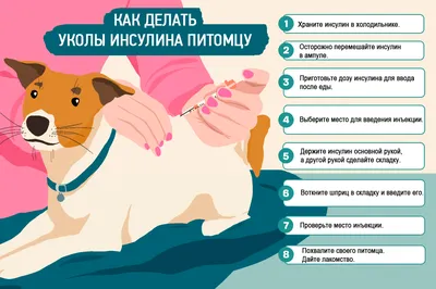 Внутримышечные инъекции собаке круглосуточно от Векта1, уколы животным на  дому г. Санкт-Петербург