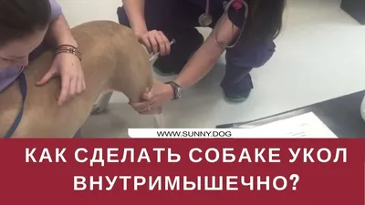 Как сделать укол собаке внутримышечно? - YouTube
