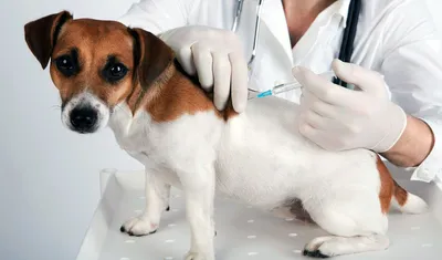 Правила самостоятельной вакцинации собаки дома