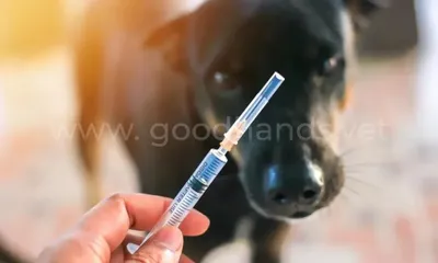 Все о вакцинации собак | Типы, советы, противопоказания