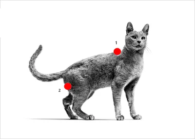 Советы ветеринара: Как правильно сделать внутримышечный укол кошке или  собаке - YouTube