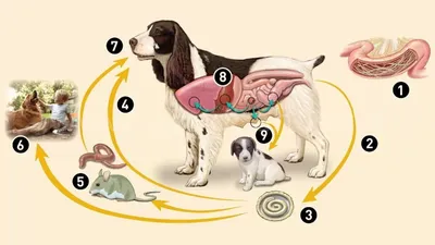 Вакцинация собак в ветеринарной клинике в Москве