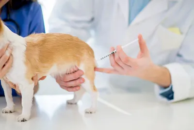 Вакцинация Собак