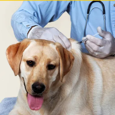 Как сделать укол собаке на дому – объясняет ветеринар
