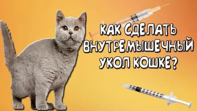 Как сделать кошке укол без помощи ветеринара