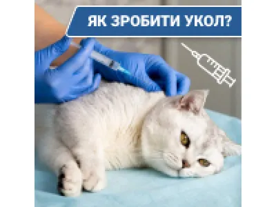 😾Как внутримышечно сделать укол кошке | Нос, хвост, лапы | Дзен