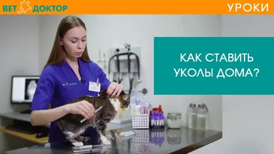 Укол кошке: куда и как сделать - ЗооПорт