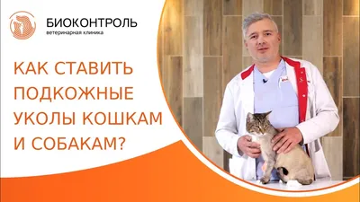 Как правильно сделать укол кошке или коту в бедро или холку. Подкожная  инъекция в домашних условиях - YouTube