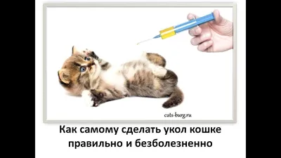 💉 Как правильно делать подкожный укол кошке и собаке? Подкожный укол кошке  и собаке. 18+ - YouTube