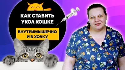 Учимся делать укол кошке и не допускать ошибок / How to give an injection  to a cat - YouTube