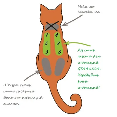 ▫️Учимся делать инъекции кошке ▫️Как сделать укол кошке ▫️Как сделать укол  кошке подкожно.. | ВКонтакте
