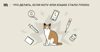 Как сделать укол кошке? | Royal Canin