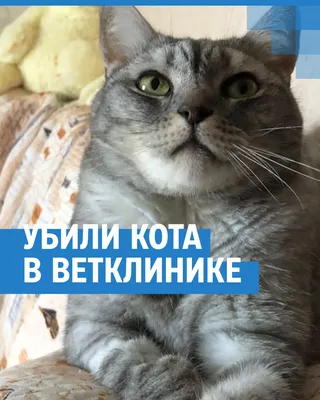 FIP Кошек Не Приговор! | Статьи Ветклиники Василёк