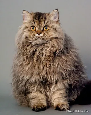 Смейся с Котом ツ - Кудрявый котенок | Facebook