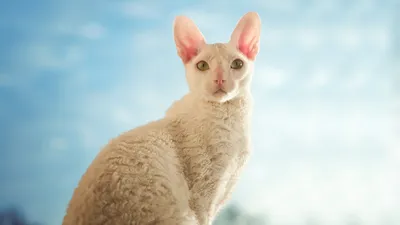 Кудрявый кот , с разным цветом глаз…» — создано в Шедевруме