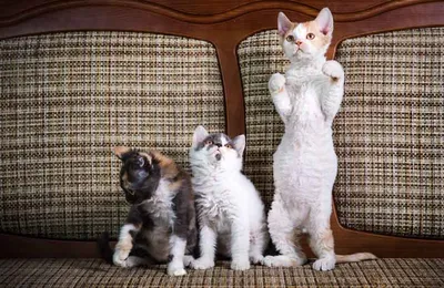 Кудрявые кошки короткошерстные - картинки и фото koshka.top