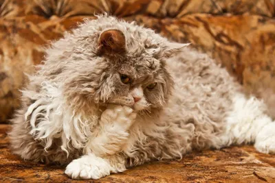 Кудрявые кошки: Милота в квадрате. Уникальная поломка генов превращает  котика в «овечку» | Книга животных | Дзен