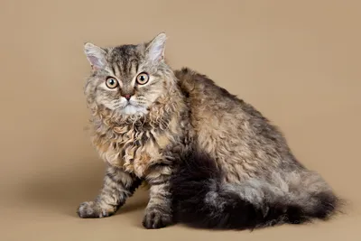 Кудрявые кошки: порода породе рознь - Кот, пёс и я