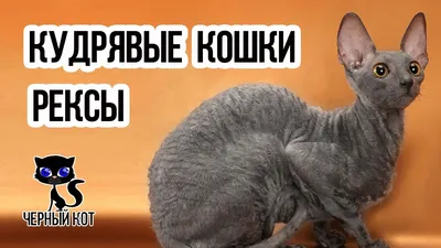 кудрявые котята рекс в Москве, цена ₽ 0 - объявление №80086 — На Доске