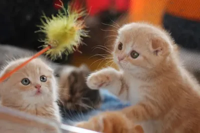 ✓ Кудрявые кошки рексы - очаровательные создания с волнистой шерстью -  YouTube