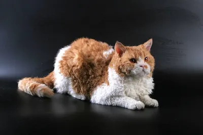 Кудрявые кошки - породы кошек