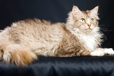 Лаперм: Вьющиеся коты! История о том, как котёнок-заморыш породил целую  новую породу с уникальным геном | Пикабу