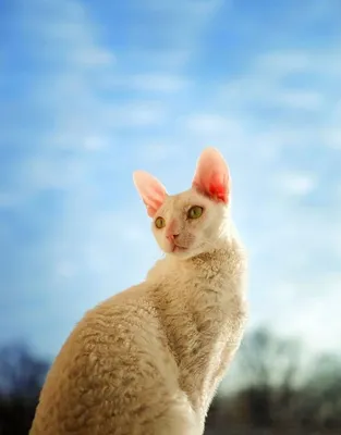 Кудрявые кошки: Милота в квадрате. Уникальная поломка генов