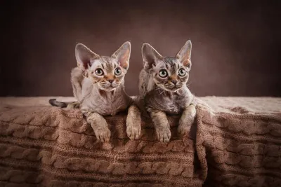 Кудрявые кошки - картинки и фото koshka.top