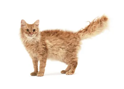 Селкирк-рекс - кудрявый котик. | Я хочу... | Фотострана | Пост №2172938820