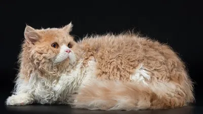 Селкирк рекс кошка: фото, характер, описание породы