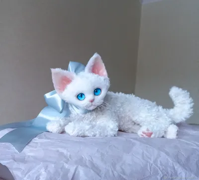 Селкирк-рекс - как выглядит кошка, характер, уход, кормление — online.ua