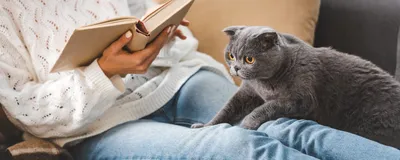 Порода кошек Ламбкин | Статьи о манчкинах
