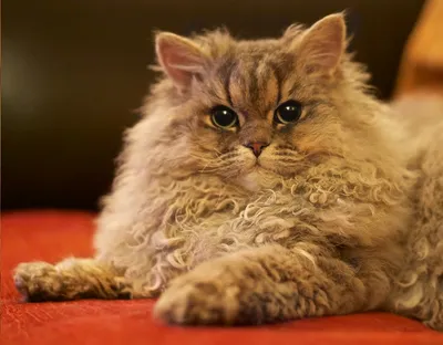 Слишком пушистый кудрявый кот в …» — создано в Шедевруме