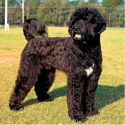 Черная кудрявая маленькая собака порода (57 фото) - картинки sobakovod.club