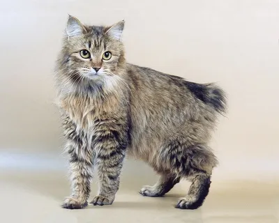 Курильский бобтейл - довольно редкая порода кошек. Главной внешней  отличительной чертой этой породы является очень короткий хвост - от 5 до 13  см.