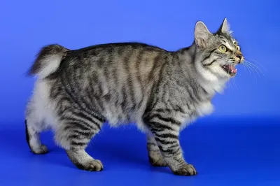Курильский бобтейл: кот без хвоста, но с большим сердцем - YouTube