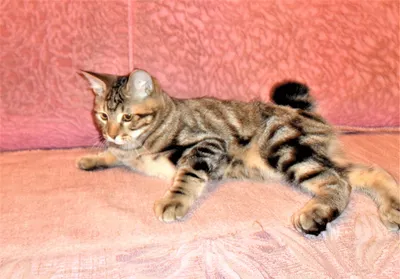Курильский бобтейл: кошка с коротким хвостом и собачьей преданностью |  Ветеринария и жизнь