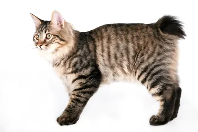 Суперреалистичный кот породы курильский…» — создано в Шедевруме