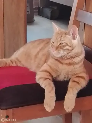 Золотые котята курильский бобтейл - ЯПлакалъ