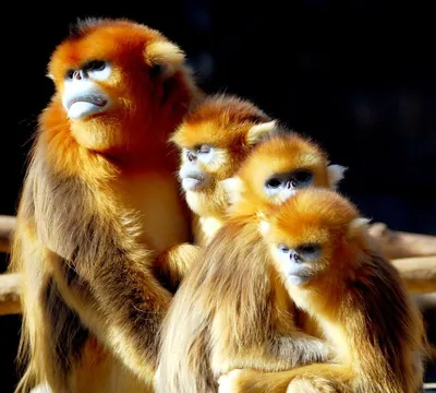 Золотистая курносая обезьяна | Пикабу