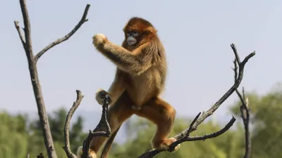 На фото китайская курносая обезьяна, кажется, демонстрирует приемы ушу