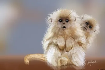 Бирманская курносая обезьяна (Snub Nosed Monkey) — вид тонкотелых