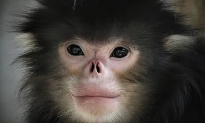 РЕН ТВ Телеканал - Гималайская курносая обезьяна способна выдерживать  экстремальные температуры благодаря 15-сантиметровому меху! #РЕНТВ |  Facebook