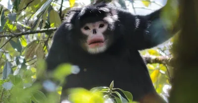 Бирманская курносая обезьяна: редкие кадры