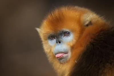 Чихающих обезьян может спасти от вымирания создание нацпарка в Мьянме –  Живой уголок он-лайн