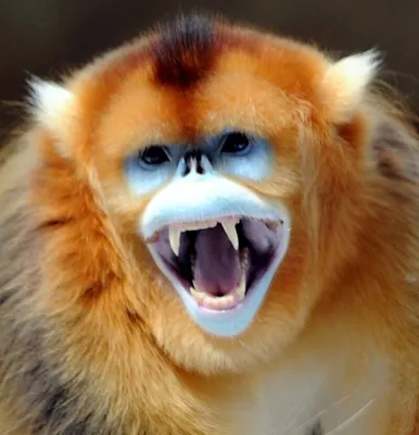 Файл:Golden Snub-nosed Monkeys.jpg — Википедия