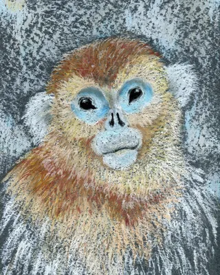 ПРОГУЛКИ ПО СЫЧУАНЬ: Золотистая курносая обезьяна... Золотистые... |  Интересный контент в группе Китай I Visit China