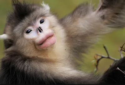 Обнаружен новый вид обезьян