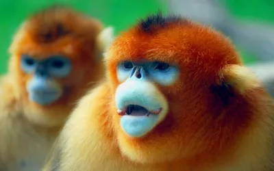 ЗОЛОТАЯ КУРНОСАЯ ОБЕЗЬЯНА - редкий примат, который ходит по снегу и не ест  бананы! - YouTube