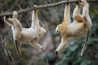 Золотая обезьяна | 川金丝猴（chuān jīnsīhóu）роксолланов ринопитек, китайская курносая  обезьяна | By Удивительный Китай | Facebook